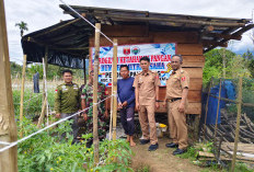 Pekon Tapaksiring Kelola   1 Hektare Lahan Tomat 