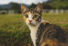 5 Tanda Kucing Menyayangi Pemiliknya