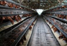 Pemerintah Bangun Peternakan  Ayam Terintegrasi Rp20 Triliun