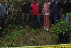 Kamera Trap Tak Temukan  Jejak Harimau di Sukadamai