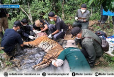 Alami Luka Jerat, Dokter Hewan BB-TNBBS Pastikan Kondisi Harimau Sumatera Stabil Usai Dievakuasi  