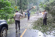 Anggota Polsek Pesisir Tengah Bersama Warga Bersihkan Pohon Tumbang