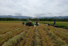 MUSIM KERING  172 Hektare Tanaman Padi Selesai Panen