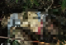Tragis ! Warga Sukabumi Batubrak Ditemukan Tewas Diduga Diterkam Harimau