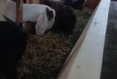 Bumdes Trimulyo Kembangkan Sentra Penggemukan Kambing, Bidik PAD Pekon dan Edukasi Peternak