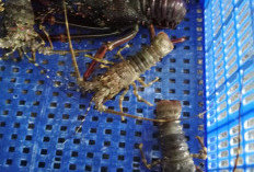 5 Manfaat Bagi Tubuh Jika Rutin Konsumsi Udang Lobster