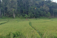 Jelang Panen, Petani Seray Sibuk Usir Burung