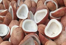 Daging Buah Kelapa Kopra Memiliki Nilai Ekonomis Tinggi