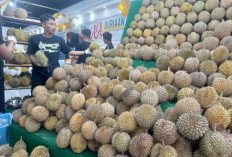 China Mulai Produksi Durian, Ancaman Baru bagi Negara-Negara ASEAN