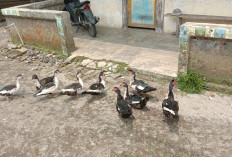 Model Peternakan Bebek Petelur Secara Intensif dengan Kandang Batre oleh Petani Milenial