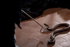 7 Tanda Rumah Anda Berpotensi Menjadi Sarang Ular Kobra, Waspadai Sebelum Terlambat