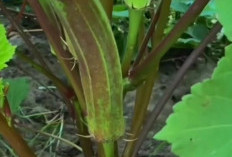 Manfaat Okra Merah untuk Kesehatan Tubuh  