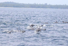 Lumba-lumba Jadi Daya Tarik Wisatawan Saat Berkunjung ke Pulau Pisang