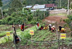 Tebaliokh Perkuat Ketahanan Pangan Dengan Hortikultura 
