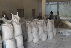 Kembali Naik,  Harga Damar Sentuh  Rp21.000 Perkilogram