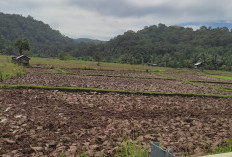 Musim Tanam Gadu,  DKPP Catat 7.284 Sawah di Tanami