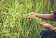 Petani Kulonprogo Panen Untung:   Gabah Laris, Dompet Terkibas