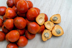 Harga Pinang Naik, Petani Aceh Bergembira 