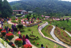 Kebun Raya Liwa Sudah Sumbang PAD Rp32,5 Juta