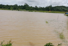 Padi Terendam Banjir, DKPP Pesbar Imbau   Petani Percepat Panen