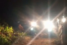 Pohon Besar Tumbang Jalur Sumberjaya–Kebuntebu Lumpuh Dua Jam 