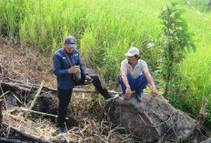 Jejak Harimau Ditemukan di Pesisir Utara