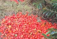 Kualitas Buruk, Hasil  Panen Tomat Dibuang 