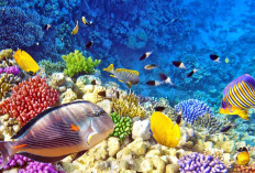 Keajaiban Alam yang Tersembunyi: Menyusuri Keindahan Alam Bawah Laut