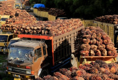 Ongkos Ekspor Minyak Kelapa Sawit  Naik 50% Imbas Konflik Timteng