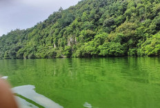 Kondisi Danau Ranau Keruh, Petani KJA Was-was 