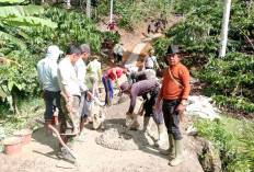 Bangun Jalan Perkebunan, Warga Way Uluhan Gotong Royong 