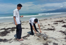 Seekor Penyu Ukuran Besar Ditemukan Mati di Pantai Labuhan Jukung