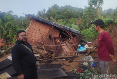 Gajah Liar Rusak 7 Rumah Petani Kopi di Bumi Hantatai