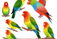 Jarang Diketahui, Inilah Tujuh Manfaat Daun Sereh Buat Lovebird yang Bikin Penasaran