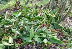 Soal Harga Kopi Diperkiraan Masih Dalam Penyesuaian 