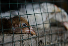 Para Pakar Ingatkan Dunia Tengah di Ambang Pandemi Flu Burung  