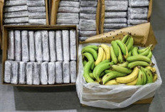 PHK Massal di Pabrik Pisang, Pemerintah Panama Nyatakan Darurat