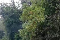 Gegara Rumpun Bambu, Listrik di Wilayah Balikbukit Sempat Padam 