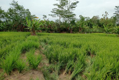 Petani Pesisir Barat Belum Panen, Harga Beras Rp14.000 per Kilogram