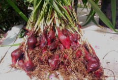 Bawang dayak ternyata kaya manfaat bagi kesehatan tubuh, Apasaja...?