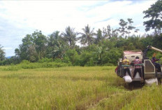 Produktivitas Padi Pesbar Tetap Stabil