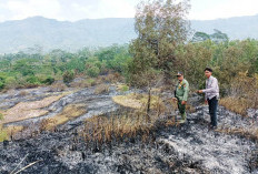 2 Hektare Padang Savana di Suoh Terbakar, Petugas Lakukan Penyisiran Sisa Api