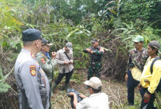 Suoh Kembali Mencekam, Seorang Warga Tewas Diduga Diterkam Harimau