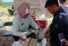 Hari Rabies Sedunia, DKPP Pesisir Barat Gelar Vaksinasi Rabies Gratis