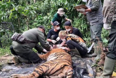 Belum Bisa Dipastikan Harimau Penyerang, Warga Batubrak di Imbau Tetap Waspada 