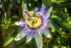 4 Khasiat Passion Flower untuk Kesehatan