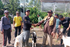 Ketahanan Pangan 2024, Lombok Timur Kembali Salurkan Bantuan Kambing