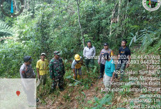 Warga Mengaku Melihat Harimau, Tim Tidak Temukan Jejak Kaki di Lokasi