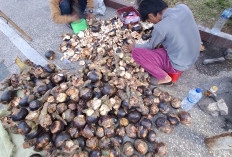 Lontar, Buah Khas Kalimantan Dijajakan di Kota Liwa