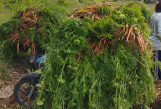 Di Lampung Barat, Wortel Segar Hanya untuk Pakan Ternak